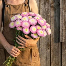 Bonita Top Rose, Aster Seeds
